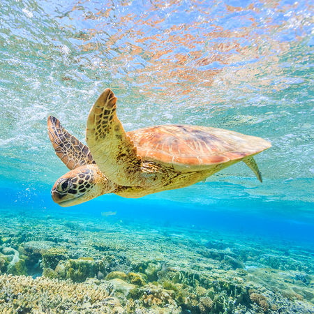 Is Sunscreen Damaging Our Oceans?